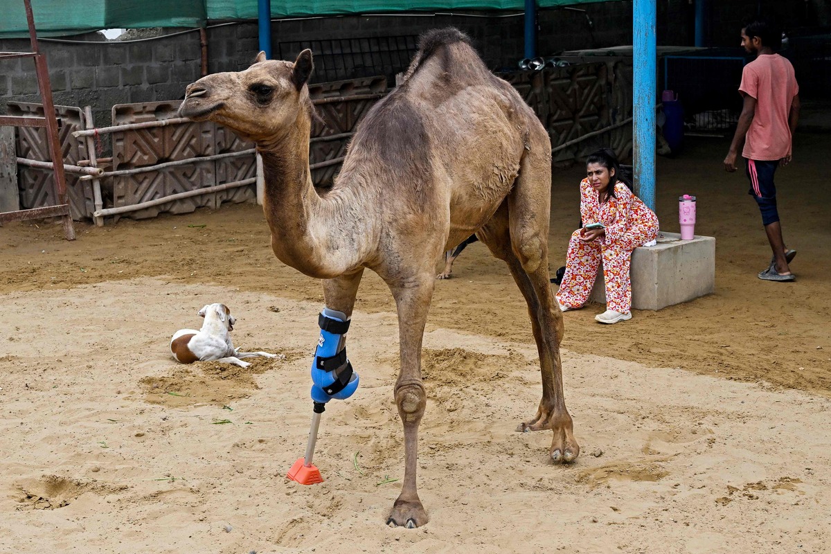 pakistan, remarchal camel thanks prosthetic